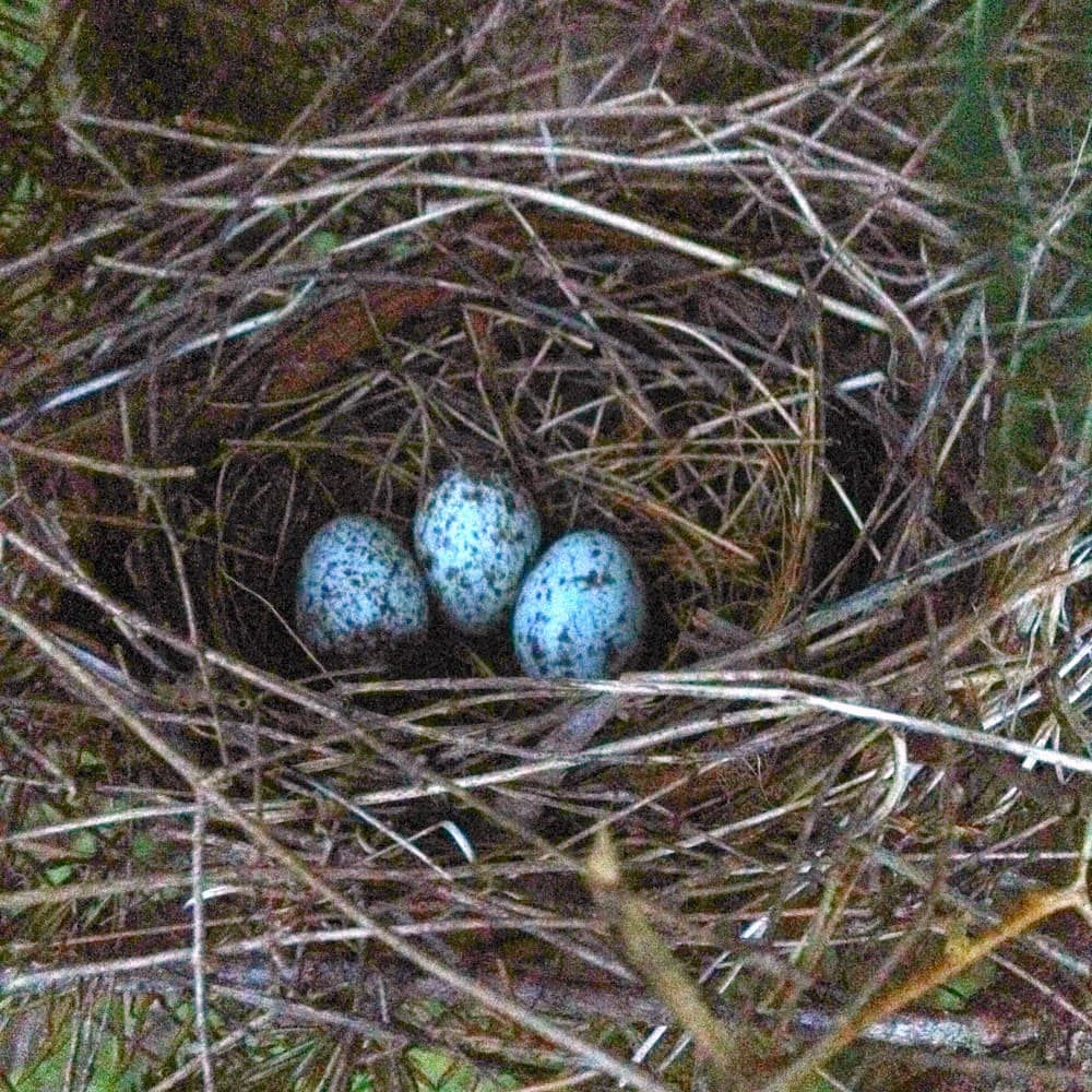 Blue Jay Egg and Baby bird, Lovely Bird
