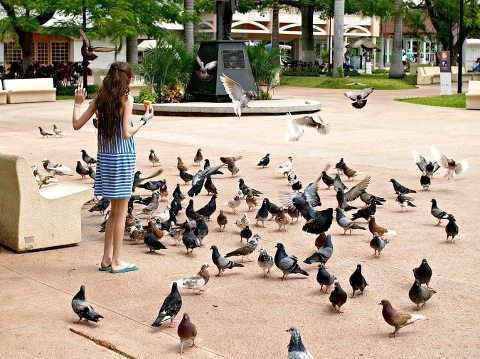 This Little Miggy || Disney Cruise 2017