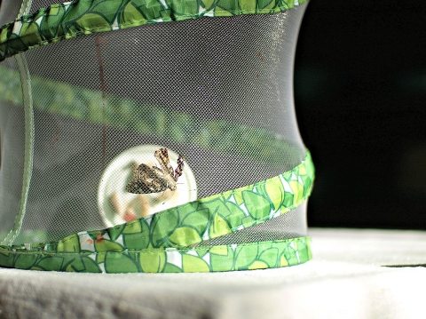 This Little Miggy || Lately